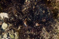 Ericaria crinita