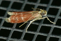 Varneria atrifasciella