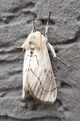 Linosta