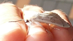 Linosta
