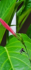 Angiospermae
