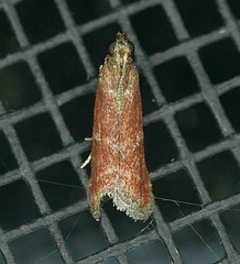 Varneria atrifasciella