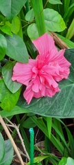 Hibiscus