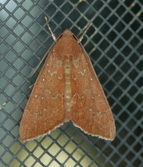 Anomis illita