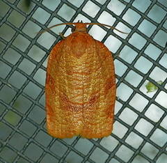 Choristoneura obsoletana