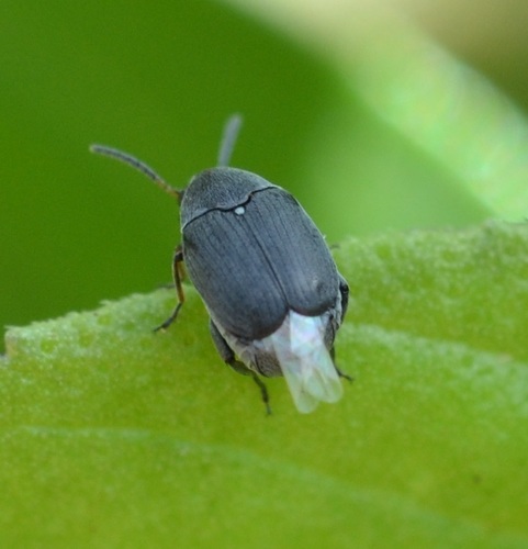 Leaf beetle