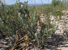 Heterolepis anomala
