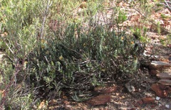 Heterolepis anomala