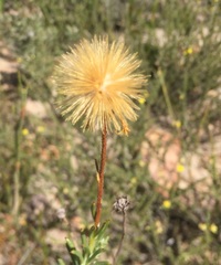 Heterolepis anomala