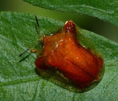 Charidotella rubicunda