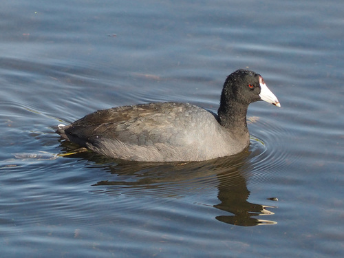 American Coot photographed in Florida