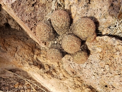 Escobaria chihuahuensis