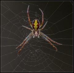 Novaranea queribunda