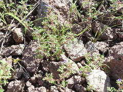 Schistophragma intermedium