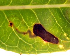 Stigmella heteromelis