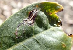 Stigmella heteromelis