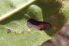 Stigmella heteromelis