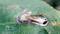 Stigmella heteromelis