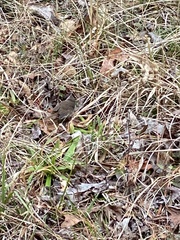 Troglodytes hiemalis