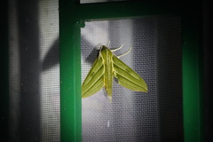 Xylophanes aristor