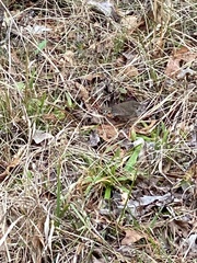 Troglodytes hiemalis