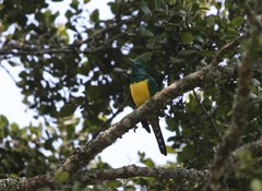 Chrysococcyx cupreus