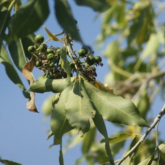 Casimiroa