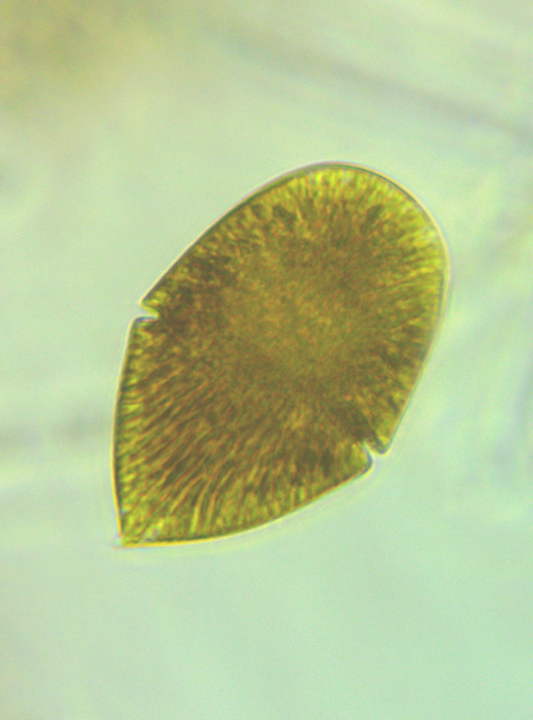 Gymnodiniaceae