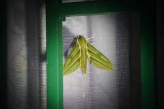 Xylophanes aristor