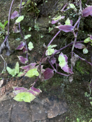 Callisia repens