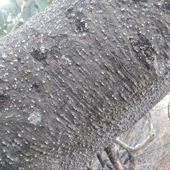 Casimiroa
