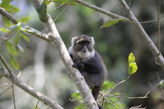 Cercopithecus mitis kolbi