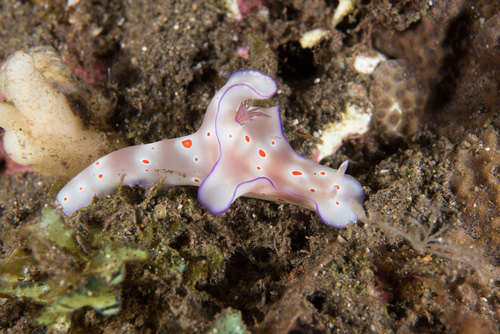 Ceratosoma trilobatum