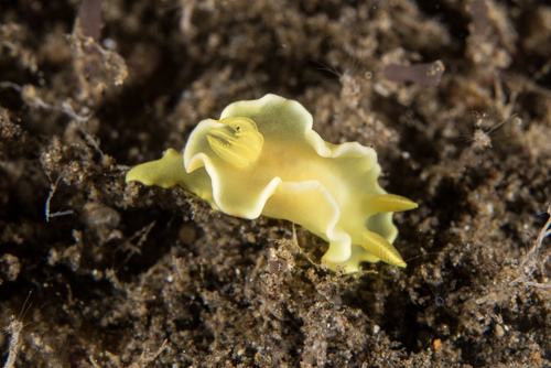 Diversidoris crocea