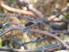 Erythrodiplax atroterminata
