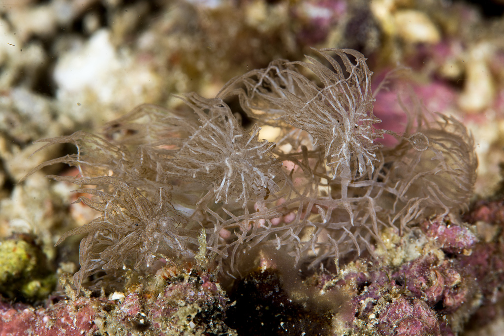 Melibe colemani (Melibe colemani) — recorded at Siaba Besar / Turtle Point