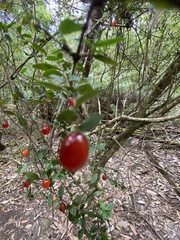 Coprosma hirtella