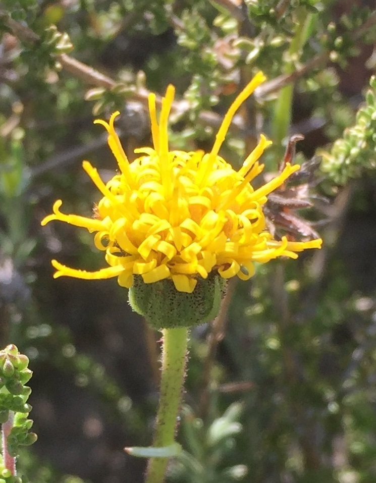 Spiky Rockdaisy