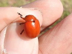 Leptinotarsa rubiginosa