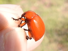 Leptinotarsa rubiginosa