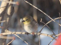 Spinus tristis