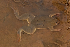 Xenopus muelleri
