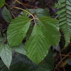 Ampelocissus filipes