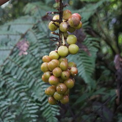 Ampelocissus filipes