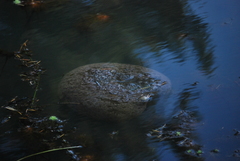 Pectinatella magnifica