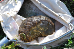 Pectinatella magnifica