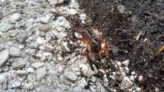 Spinastacoides inermis
