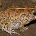 Eastern Flat-backed Toad - Photo no rights reserved, uploaded by Marius Burger