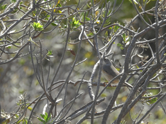 Curruca iberiae