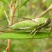 Green Silver Heath-Buzzer - Photo (c) Gary, some rights reserved (CC BY-NC), uploaded by Gary